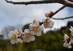 かわいい春があちこちに！