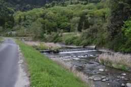 あと一ヵ月もすれば　ホタルの舞　GW3日目