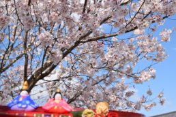 今日も寒いね～　４月３日は女の子のお節句　さくらだより③