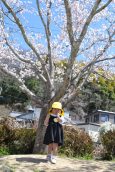 入園おめでとう。風にも負けず　さくら便り④　