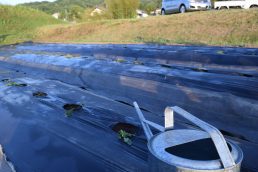 流石稲津時間　朝の水やり