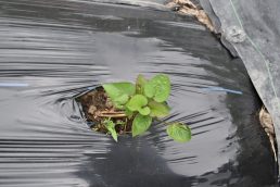 発育順調！　サツマイモ