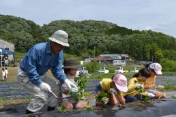 大きく　美味しくなーれ　サツマイモ苗植え