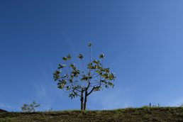 キレイに草刈りされた　いいなっつ農園　GW6日目