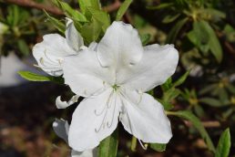 端午の節句も終わり　GW10日目最終日