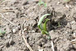 里芋もがこんにちは