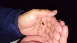 ほたるび日記　１４灯