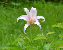 今年もたくましく、凛とお上品に！