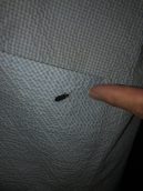 ほたるび日記　１３灯