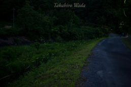 ほたるび日記　１８灯　ピーク