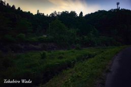 ほたるび日記　１６灯　宵のうち 神秘的！