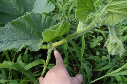 頑張れ農園ボランティア　頑張らないで雑草！