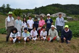 高校生ボランティア、里芋畑がすっきり！