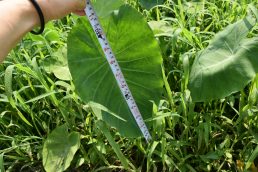 8月1日水の日　農園も水を欲しがっています