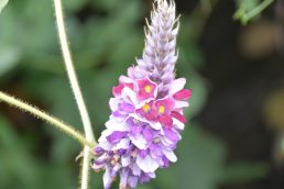 秋の七草　クズの花発見！