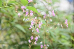 暑い中にも秋の気配・・・