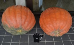 クイズです！ ジャンボの私、いったい何キロでしょう！？