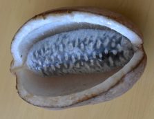 秋のお届けです。なんだかわかりますか～？