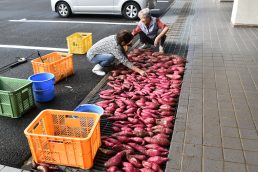 頼りにしてます　寿大学さん　サツマイモ洗い