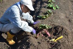 文化祭の焼き芋用さつま芋を掘りました🍠