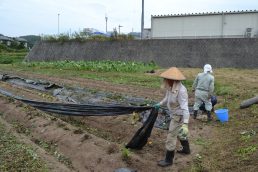 本当にありがたい農園ボランティアさん
