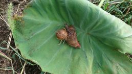 いいなっつ農園　里芋　今年はちょっと小ぶりかな！