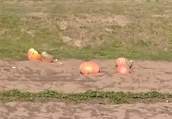 お役目ご苦労様🎃　故郷に帰って行きました。