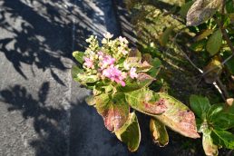 エッ！今　紫陽花咲いたの？