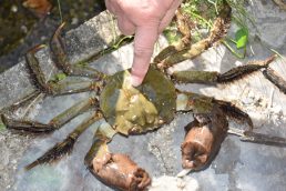 大きなモクズガニ発見！👀