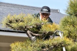 松の木の剪定　ありがとうございます！
