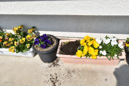 パンジーどこにいったのかな・・・？