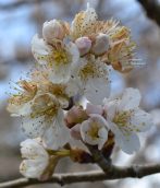 桜が咲いたよ！