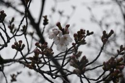 ３月２７日はさくらの日　公民館も開花宣言　🌸