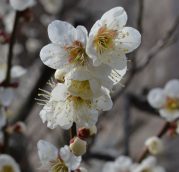 梅のいい香り。コロナの終息願います。