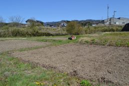 じゃがいものご機嫌うかがい