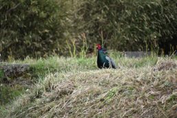 いいなっつ農園の守り主？キジ！