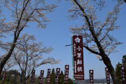 桜満開🌸小里城跡整備作業　祈願祭