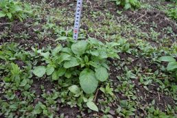 ゴールデンウイーク最終日　農園のジャガイモは？