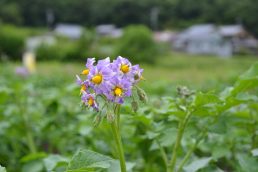 いいなっつ農園　サツマイモの生育状況１