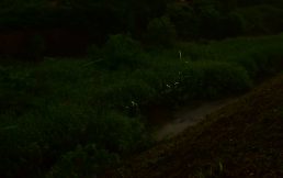 蛍の写真を撮ってみよう②