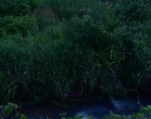 ほたるび日記　１１灯