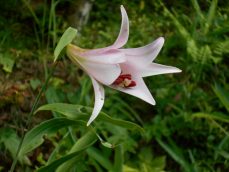 ササユリが咲きはじめました。