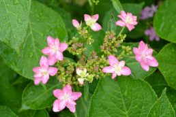 梅雨空を彩る花たち