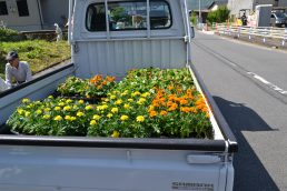 花いっぱい運動　春の花植え