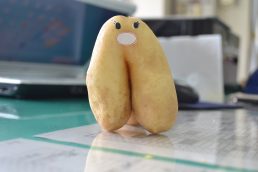 雨のじゃがいも堀り