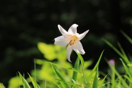 ささゆりの写真をいただきました