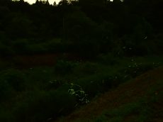 ホタル撮りました