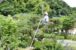 松の剪定ありがとうございます！！