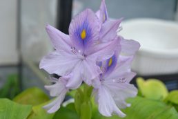 ホテイアオイの花　めずらしい？