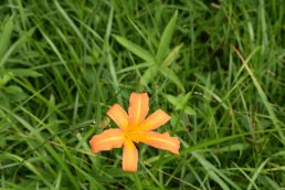 黒の田湿地の今　こんな感じ